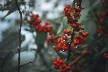 berries-5507771_640